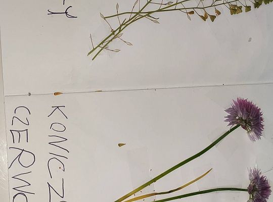 GR III tydzień 08.06-12.06 " Co piszczy w trawie"