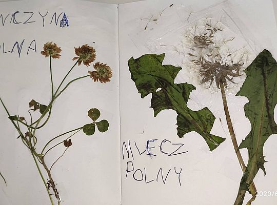 GR III tydzień 08.06-12.06 " Co piszczy w trawie"