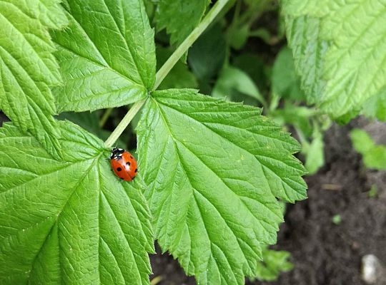 GR IV Fotorelacja z tygodnia "Mieszkańcy łąki"