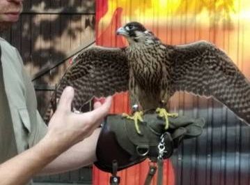 Gr III Spotkanie z myśliwym oraz sokolnikiem z Koła Łowieckiego "Głuszec"