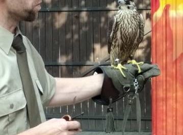 Gr III Spotkanie z myśliwym oraz sokolnikiem z Koła Łowieckiego "Głuszec"