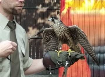 Gr III Spotkanie z myśliwym oraz sokolnikiem z Koła Łowieckiego "Głuszec"