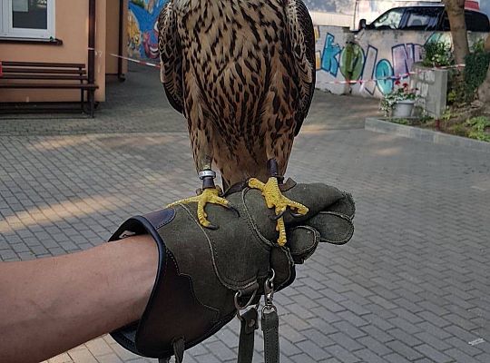 GR IV Spotkanie z myśliwym oraz sokolnikiem z Koła Łowieckiego "Głuszec"