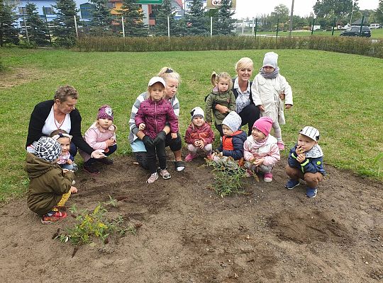 Gr I Sadzenie cebulek kwiatów