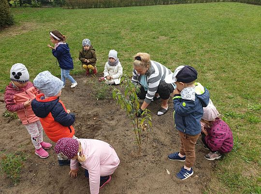 Gr I Sadzenie cebulek kwiatów