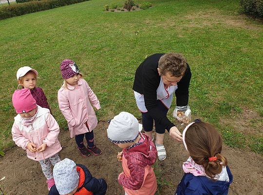 Gr I Sadzenie cebulek kwiatów