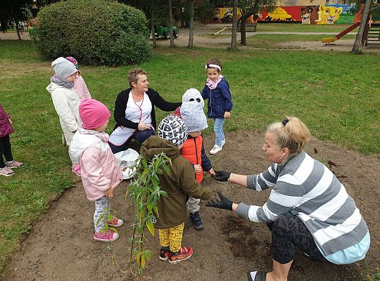 Gr I Sadzenie cebulek kwiatów