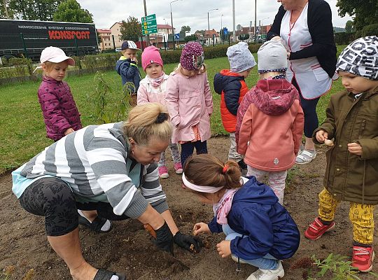 Gr I Sadzenie cebulek kwiatów w ramach projektu "ożywić pola"