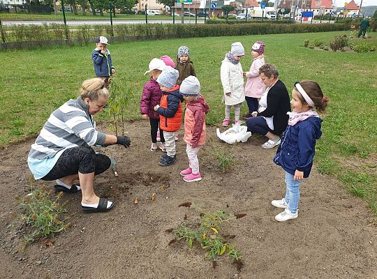 Gr I Sadzenie cebulek kwiatów w ramach projektu "ożywić pola"