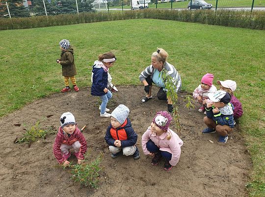 Gr I Sadzenie cebulek kwiatów w ramach projektu "ożywić pola"
