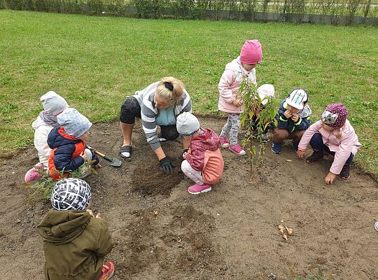Gr I Sadzenie cebulek kwiatów w ramach projektu "ożywić pola"