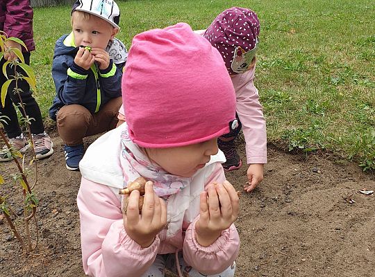 Gr I Sadzenie cebulek kwiatów w ramach projektu "ożywić pola"
