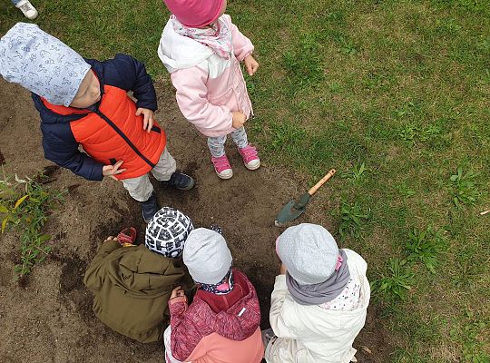Gr I Sadzenie cebulek kwiatów w ramach projektu "ożywić pola"