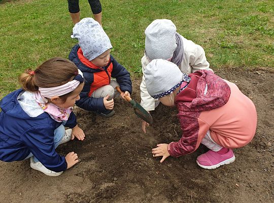 Gr I Sadzenie cebulek kwiatów w ramach projektu "ożywić pola"
