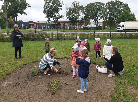 Gr I Sadzenie cebulek kwiatów w ramach projektu "ożywić pola"
