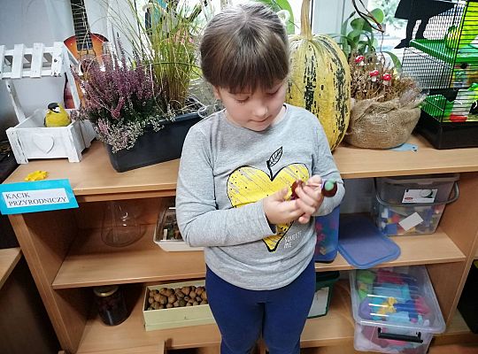 GR IV Ludziki z kasztanów