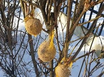 Gr I Dokarmiamy ptaki