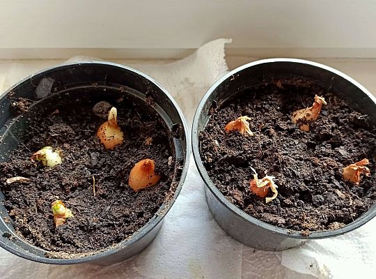 GR IV Fotorelacja pracy w domu 24.03-26.03