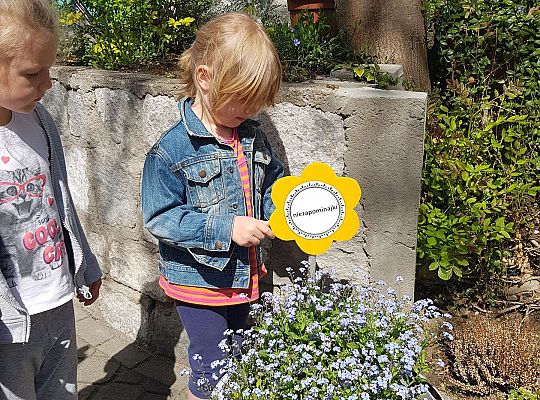 GR II Kwiaty w ogrodzie przedszkolnym