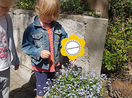 GR II Kwiaty w ogrodzie przedszkolnym