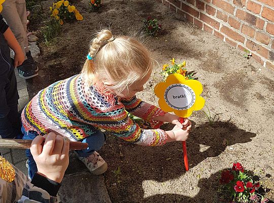 GR II Kwiaty w ogrodzie przedszkolnym