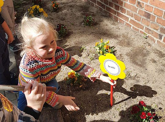 GR II Kwiaty w ogrodzie przedszkolnym