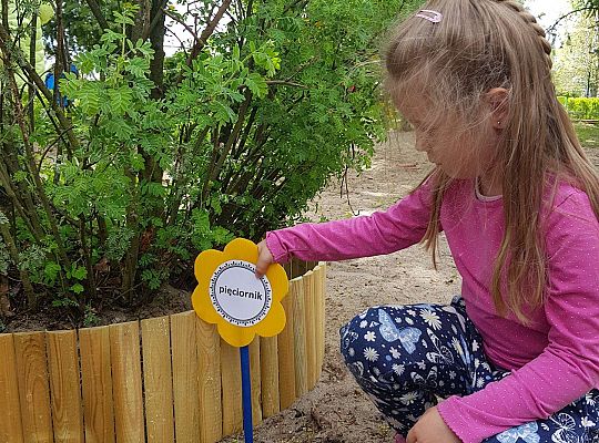 GR II Kwiaty w ogrodzie przedszkolnym