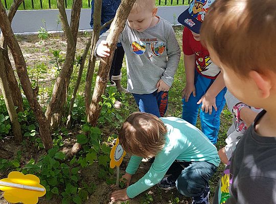 GR II Kwiaty w ogrodzie przedszkolnym