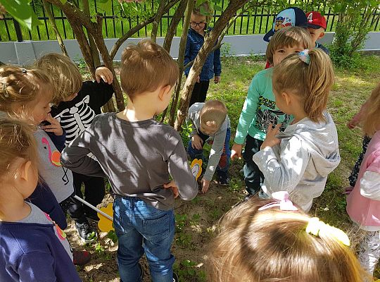 GR II Kwiaty w ogrodzie przedszkolnym