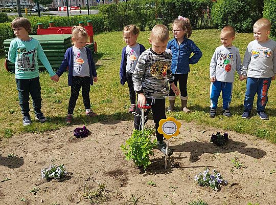 GR II Kwiaty w ogrodzie przedszkolnym