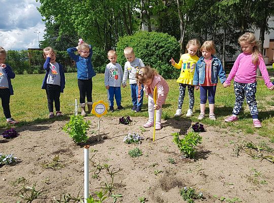 GR II Kwiaty w ogrodzie przedszkolnym