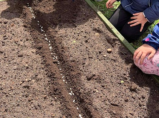 GR III Zakładamy ogródek warzywny