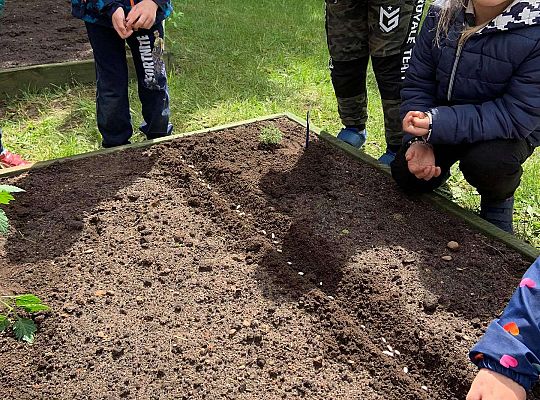 GR III Zakładamy ogródek warzywny