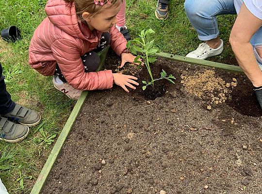 GR III Zakładamy ogródek warzywny