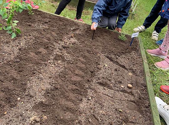 GR III Zakładamy ogródek warzywny