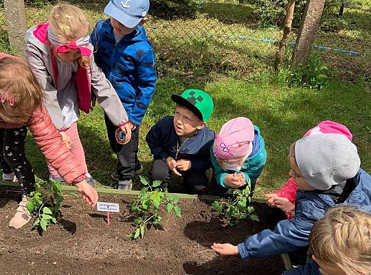 GR III Zakładamy ogródek warzywny