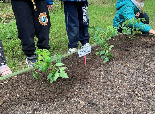 GR III Zakładamy ogródek warzywny