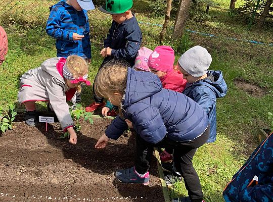 GR III Zakładamy ogródek warzywny