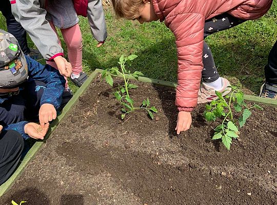 GR III Zakładamy ogródek warzywny