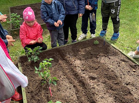 GR III Zakładamy ogródek warzywny