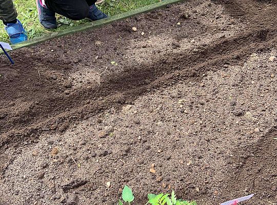 GR III Zakładamy ogródek warzywny