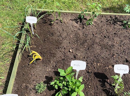 GR III Zakładamy ogródek warzywny