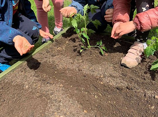 GR III Zakładamy ogródek warzywny