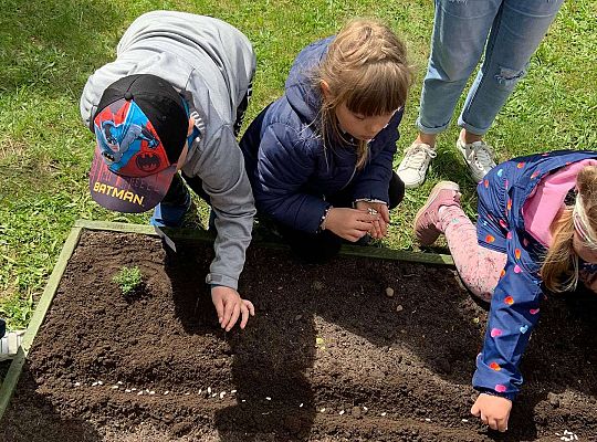 GR III Zakładamy ogródek warzywny