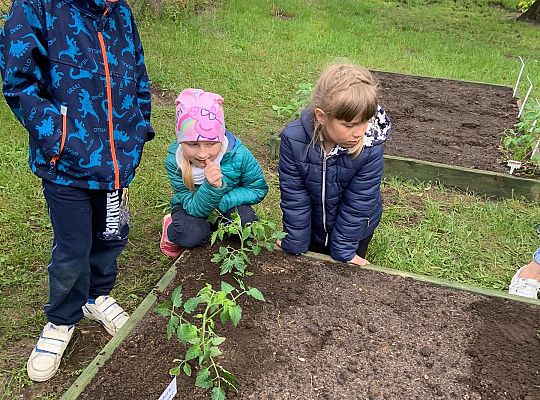 GR III Zakładamy ogródek warzywny