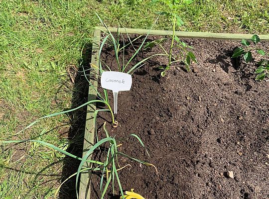 GR III Zakładamy ogródek warzywny