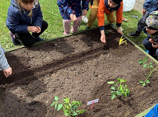 GR III Zakładamy ogródek warzywny