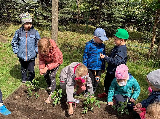 GR III Zakładamy ogródek warzywny