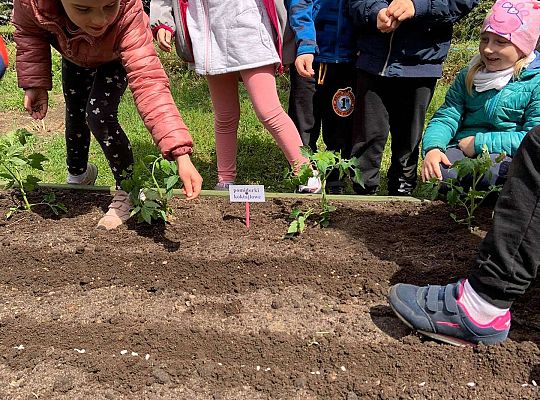 GR III Zakładamy ogródek warzywny