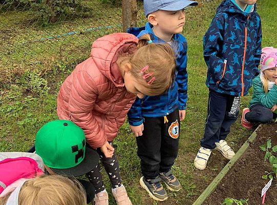 GR III Zakładamy ogródek warzywny